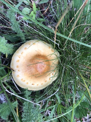  ( - MO528619)  @11 [ ] CreativeCommons - Attribution Share-Alike (2023) Unspecified Arizona Mushroom Society