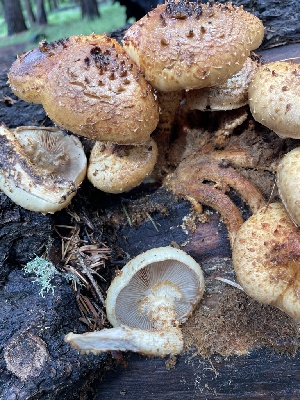  ( - MO533848)  @11 [ ] CreativeCommons - Attribution Share-Alike (2023) Unspecified Arizona Mushroom Society