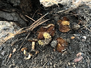  ( - MO546203)  @11 [ ] CreativeCommons - Attribution Share-Alike (2024) Unspecified Arizona Mushroom Society