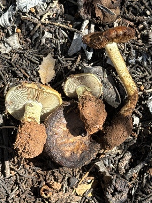  ( - MO547674)  @11 [ ] CreativeCommons - Attribution Share-Alike (2024) Unspecified Arizona Mushroom Society