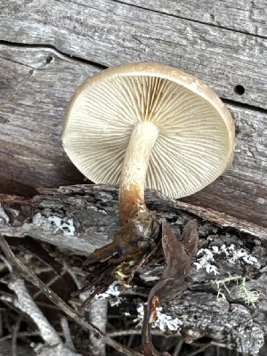  ( - MO585415)  @11 [ ] CreativeCommons - Attribution Share-Alike (2025) Unspecified Arizona Mushroom Society