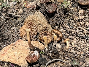  (Pholiota castanea - MO527401)  @11 [ ] CreativeCommons - Attribution Share-Alike (2023) Unspecified Arizona Mushroom Society