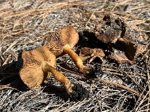  (Pholiota cf. brunnescens - MO527394)  @11 [ ] CreativeCommons - Attribution Share-Alike (2023) Unspecified Arizona Mushroom Society