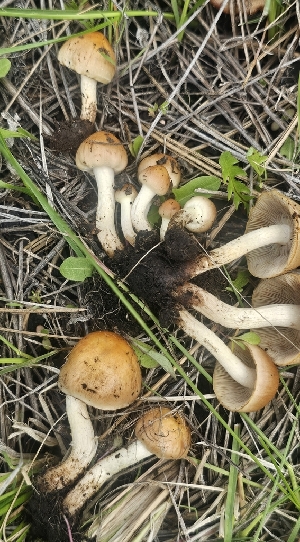  ( - MO550579)  @11 [ ] CreativeCommons - Attribution Share-Alike (2024) Unspecified Arizona Mushroom Society