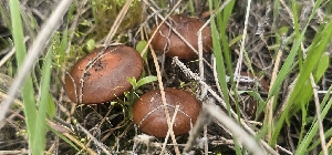  ( - MO550580)  @11 [ ] CreativeCommons - Attribution Share-Alike (2024) Unspecified Arizona Mushroom Society