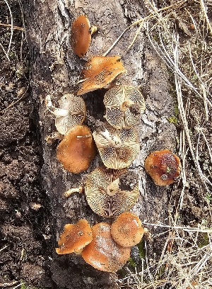  ( - MO573702)  @11 [ ] CreativeCommons - Attribution Share-Alike (2025) Unspecified Arizona Mushroom Society