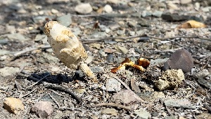  ( - MO547549)  @11 [ ] CreativeCommons - Attribution Share-Alike (2024) Unspecified Arizona Mushroom Society