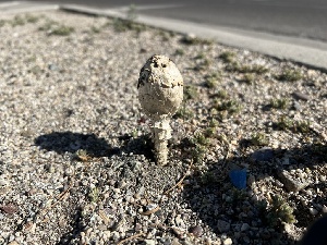  (Podaxis inoyensis - MO547641)  @11 [ ] CreativeCommons - Attribution Share-Alike (2024) Unspecified Arizona Mushroom Society