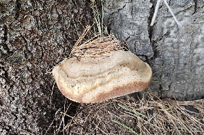  ( - MO561527)  @11 [ ] CreativeCommons - Attribution Share-Alike (2024) Unspecified Arizona Mushroom Society