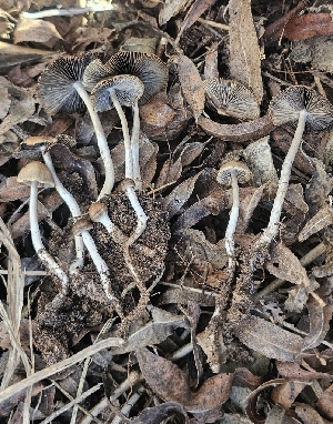  ( - MO547103)  @11 [ ] CreativeCommons - Attribution Share-Alike (2024) Unspecified Arizona Mushroom Society