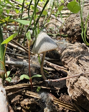  (Psathyrella sp. KMF50 - MO550578)  @11 [ ] CreativeCommons - Attribution Share-Alike (2024) Unspecified Arizona Mushroom Society