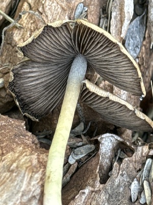  ( - MO547418)  @11 [ ] CreativeCommons - Attribution Share-Alike (2024) Unspecified Arizona Mushroom Society