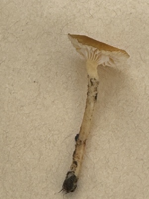  ( - MO556580)  @11 [ ] CreativeCommons - Attribution Share-Alike (2024) Unspecified Arizona Mushroom Society