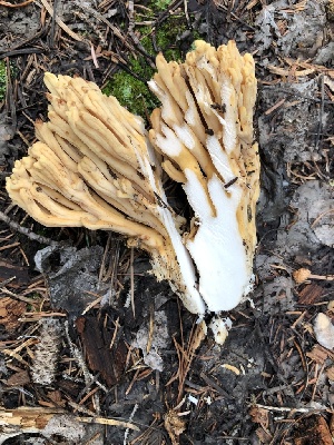  (Ramaria sp. TAC191 - MO468744)  @11 [ ] CreativeCommons - Attribution Share-Alike (2024) Unspecified Arizona Mushroom Society