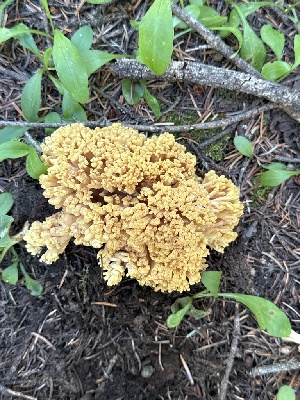  ( - MO553397)  @11 [ ] CreativeCommons - Attribution Share-Alike (2024) Unspecified Arizona Mushroom Society