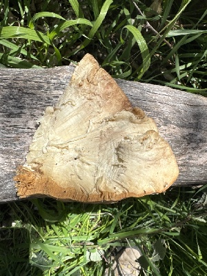  (Rigidoporus cf. ulmarius - MO547544)  @11 [ ] CreativeCommons - Attribution Share-Alike (2024) Unspecified Arizona Mushroom Society