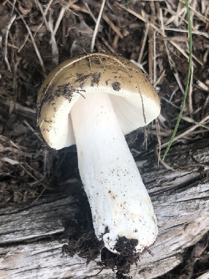  (Russula cf. firmula - MO524527)  @11 [ ] CreativeCommons - Attribution Share-Alike (2023) Unspecified Arizona Mushroom Society