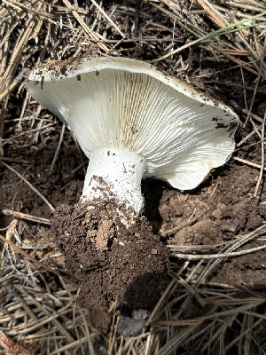  ( - MO555881)  @11 [ ] CreativeCommons - Attribution Share-Alike (2024) Unspecified Arizona Mushroom Society