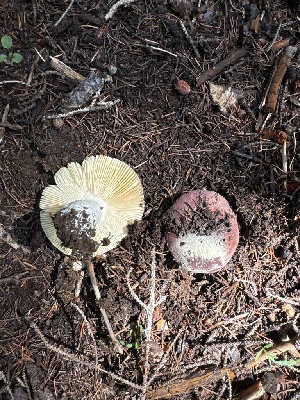  (Russula cf. turci - MO553391)  @11 [ ] CreativeCommons - Attribution Share-Alike (2024) Unspecified Arizona Mushroom Society