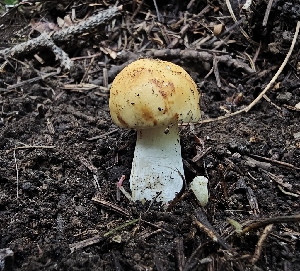  (Russula sp. KMF138 - MO561284)  @11 [ ] CreativeCommons - Attribution Share-Alike (2024) Unspecified Arizona Mushroom Society