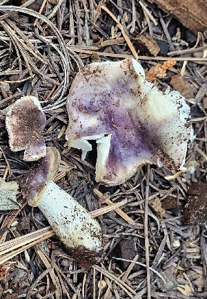  ( - MO561430)  @11 [ ] CreativeCommons - Attribution Share-Alike (2024) Unspecified Arizona Mushroom Society