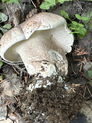  ( - MO553393)  @11 [ ] CreativeCommons - Attribution Share-Alike (2024) Unspecified Arizona Mushroom Society