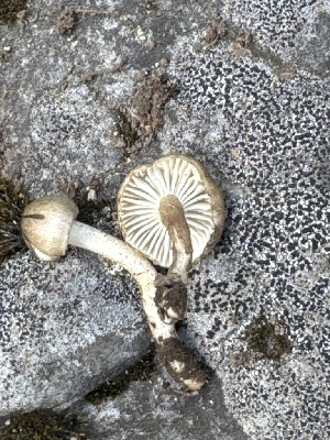  ( - MO582052)  @11 [ ] CreativeCommons - Attribution Share-Alike (2025) Unspecified Arizona Mushroom Society