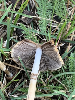  ( - MO561853)  @11 [ ] CreativeCommons - Attribution Share-Alike (2024) Unspecified Arizona Mushroom Society