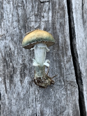  (Stropharia sp. pseudocyanea-BE95 - MO561952)  @11 [ ] CreativeCommons - Attribution Share-Alike (2024) Unspecified Arizona Mushroom Society