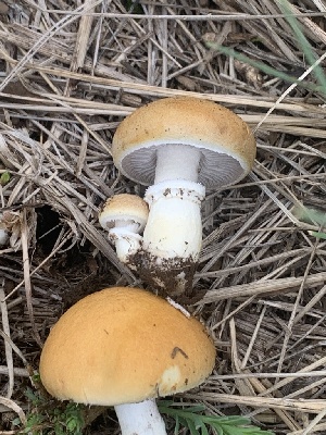  (Stropharia sp. coronilla-TAC370 - MO562988)  @11 [ ] CreativeCommons - Attribution Share-Alike (2024) Unspecified Arizona Mushroom Society
