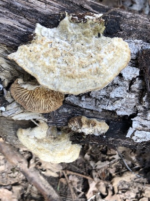  (Lenzites betulinus - MO518479)  @11 [ ] CreativeCommons - Attribution Share-Alike (2023) Unspecified Arizona Mushroom Society