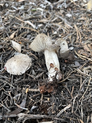  ( - MO547455)  @11 [ ] CreativeCommons - Attribution Share-Alike (2024) Unspecified Arizona Mushroom Society