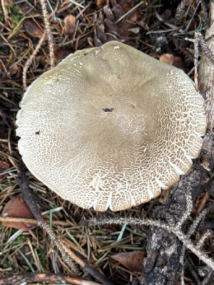  ( - MO585412)  @11 [ ] CreativeCommons - Attribution Share-Alike (2025) Unspecified Arizona Mushroom Society