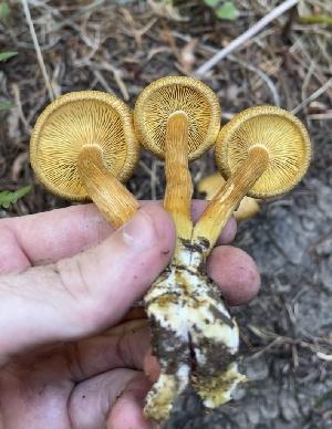  ( - MO541409)  @11 [ ] CreativeCommons - Attribution Share-Alike (2024) Unspecified Arizona Mushroom Society