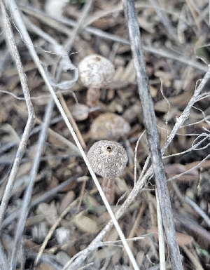  (Tulostoma sp. KMF9 - MO544616)  @11 [ ] CreativeCommons - Attribution Share-Alike (2024) Unspecified Arizona Mushroom Society