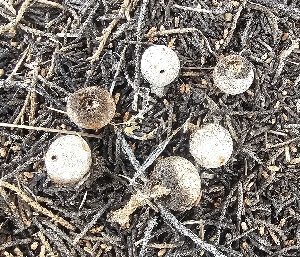  ( - MO573704)  @11 [ ] CreativeCommons - Attribution Share-Alike (2025) Unspecified Arizona Mushroom Society