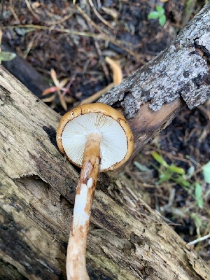  (Zhuliangomyces sp. L-CO01 - MO532876)  @11 [ ] CreativeCommons - Attribution Share-Alike (2023) Unspecified Arizona Mushroom Society