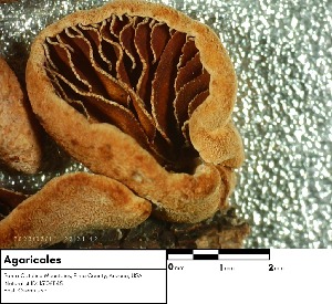  (Simocybe sp. SW27 - MO517537)  @11 [ ] CreativeCommons - Attribution Share-Alike (2023) Unspecified Arizona Mushroom Society
