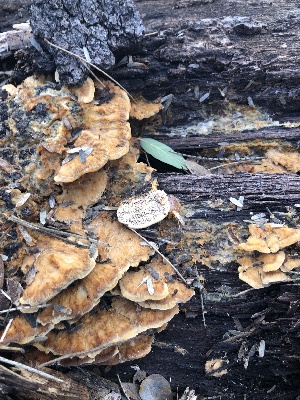  (Trametopsis cervina - MO513480)  @11 [ ] CreativeCommons - Attribution Share-Alike (2023) Unspecified Arizona Mushroom Society