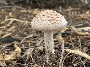  (Amanita sp. JS2macerisolum - MO513505)  @11 [ ] CreativeCommons - Attribution Share-Alike (2023) Unspecified Arizona Mushroom Society
