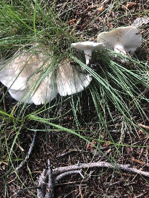  ( - MO469024)  @11 [ ] CreativeCommons - Attribution Share-Alike (2023) Unspecified Arizona Mushroom Society