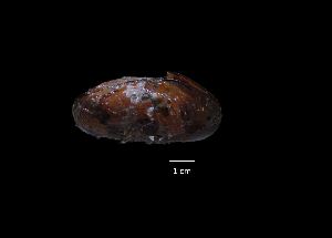  ( - I13_348)  @11 [ ] Copyright (2016) Dr. Terue Cristina Kihara DZMB Senckenberg am Meer