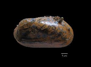  ( - I13_399)  @11 [ ] Copyright (2016) Dr. Terue Cristina Kihara DZMB Senckenberg am Meer