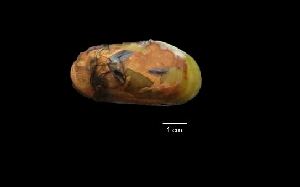  ( - I15_291)  @11 [ ] Copyright (2016) Dr. Terue Cristina Kihara DZMB Senckenberg am Meer