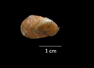  ( - I16_374)  @11 [ ] Copyright (2016) Dr. Terue Cristina Kihara DZMB Senckenberg am Meer