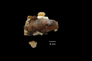  ( - I16_81)  @11 [ ] Copyright (2016) Dr. Terue Cristina Kihara DZMB Senckenberg am Meer