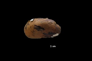  ( - I16_82)  @11 [ ] Copyright (2016) Dr. Terue Cristina Kihara DZMB Senckenberg am Meer