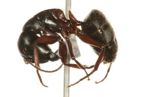  ( - CHU06-ANT-059)  @14 [ ] Unspecified (default): All Rights Reserved  Unspecified Unspecified