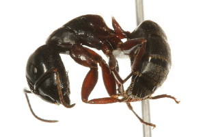  ( - CHU06-ANT-249)  @14 [ ] Unspecified (default): All Rights Reserved  Unspecified Unspecified