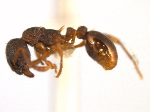  ( - CHU06-ANT-070)  @15 [ ] Unspecified (default): All Rights Reserved  Unspecified Unspecified